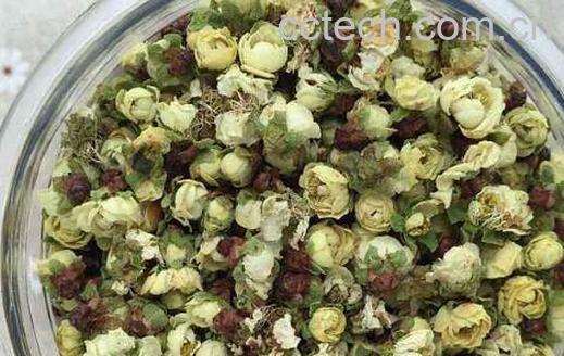 白梅花的功效与禁忌-1