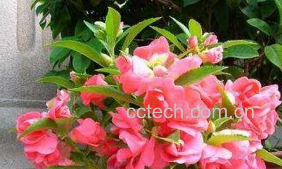 凤仙花的功效与作用及禁忌-0