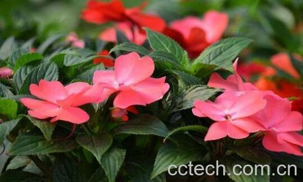 指甲花的功效与作用 指甲花的副作用-1