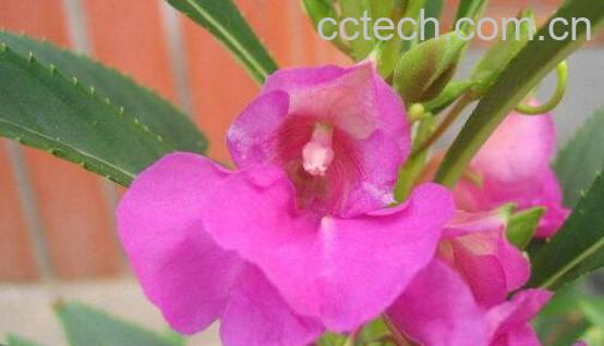 凤仙花的功效与作用及禁忌-1