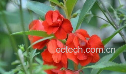 指甲花的功效与作用 指甲花的副作用-0
