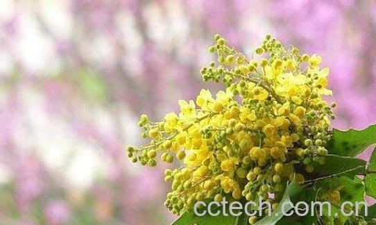 葡萄花的功效与作用 吃葡萄的功效与作用-1