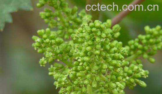 葡萄花的功效与作用 吃葡萄的功效与作用-0