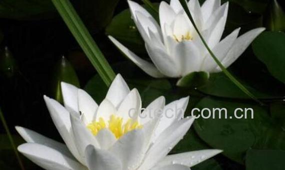 水百合的功效与作用及禁忌-0