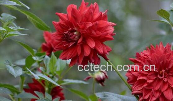 红薯花的功效与作用-0