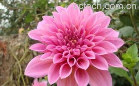 红薯花的功效与作用-1