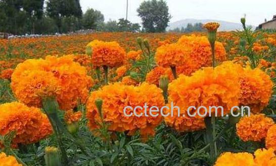 万寿菊的功效与作用及危害-1