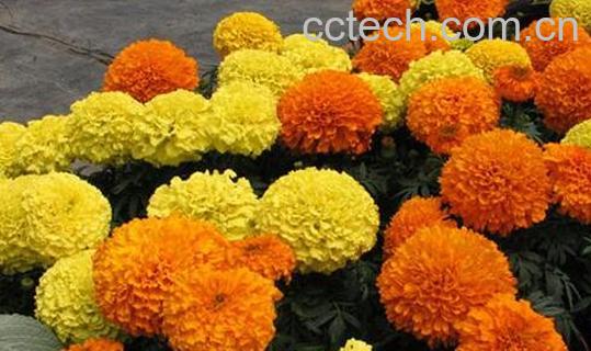 万寿菊的功效与作用及危害-0