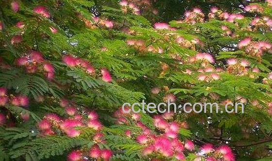 合欢花的功效与作用 合欢花泡水喝的害处-1