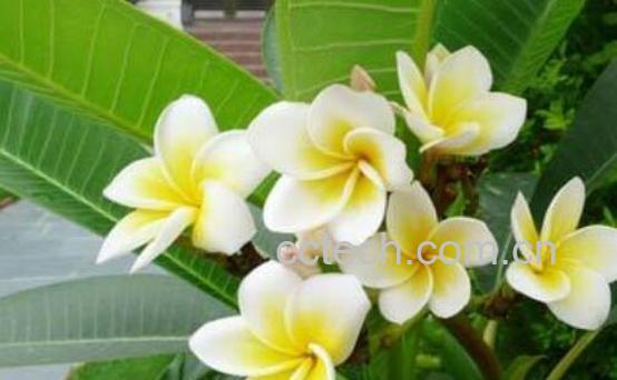 鸡蛋花的功效与作用 鸡蛋花的食用方法-0