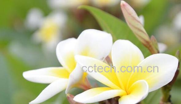 鸡蛋花的功效与作用 鸡蛋花的食用方法-1