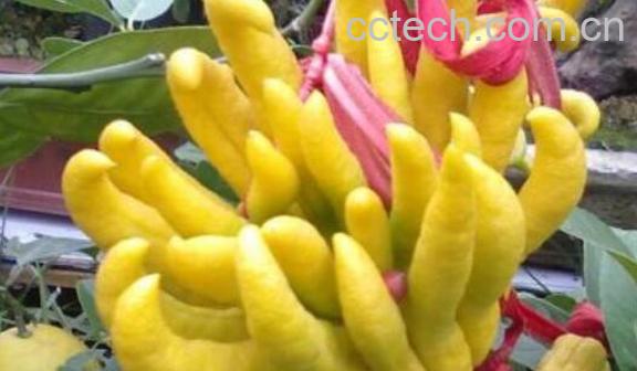 佛手花的功效与作用有哪些-1