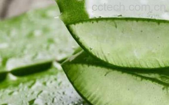 芦荟水怎么用 芦荟水的正确用法-1