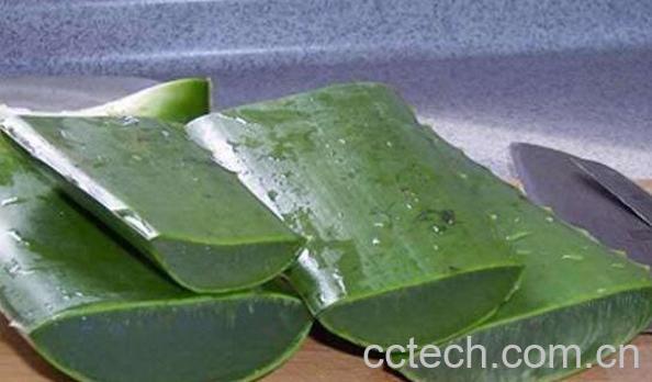 芦荟叶子熬水有什么功效-0