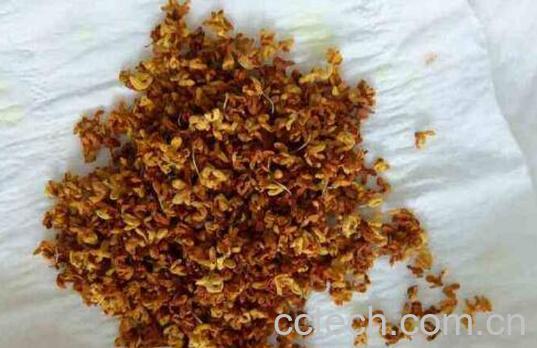 自制干桂花的做法大全窍门-0