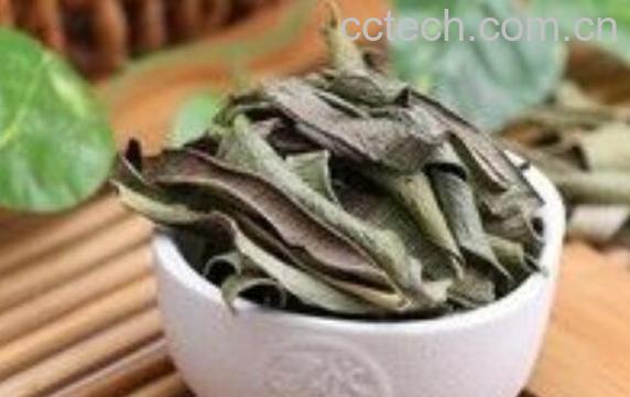 芦荟如何晒干 新鲜芦荟怎么晒干的快-1