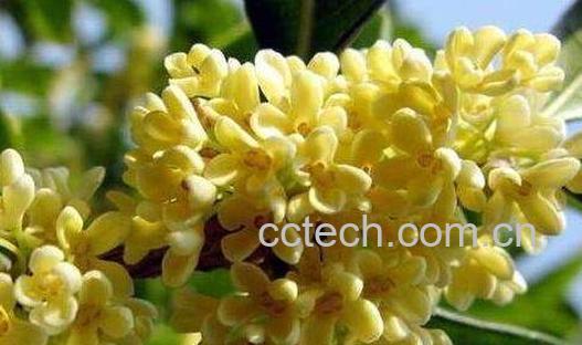 新鲜桂花怎么做干桂花-0