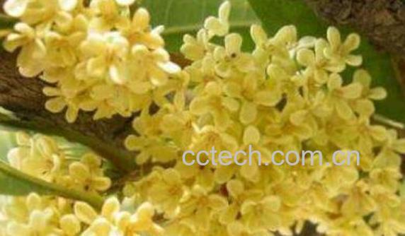 新鲜桂花怎么做干桂花-1