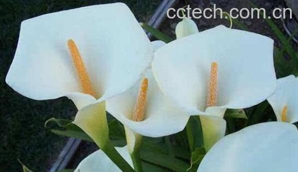 马蹄莲如何养殖 马蹄莲的养殖方法和注意事项-1