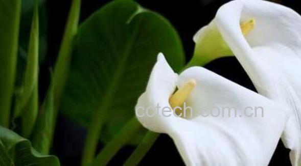 马蹄莲如何养殖 马蹄莲的养殖方法和注意事项-0