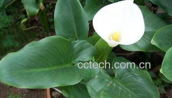 如何种植马蹄莲 马蹄莲种植方法和时间-1