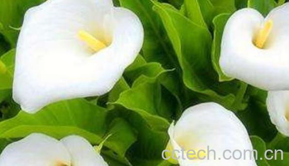 如何种植马蹄莲 马蹄莲种植方法和时间-0