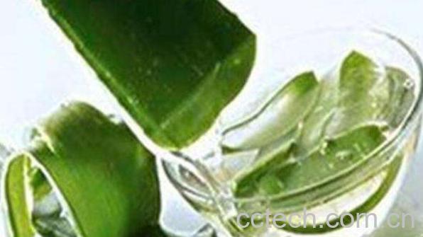 芦荟怎么美容 用芦荟美容的方法技巧教程-0