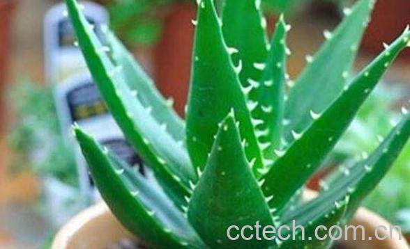 芦荟怎么养 芦荟的养殖方法教程-0