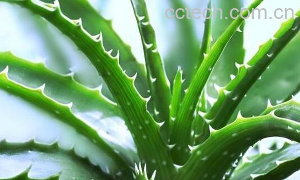 芦荟怎么养 芦荟的养殖方法教程-1