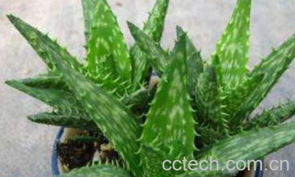 芦荟怎么养殖 养殖芦荟的注意事项-1