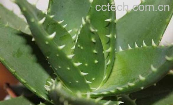 新鲜芦荟涂脸正确方法 新鲜的芦荟的作用-0