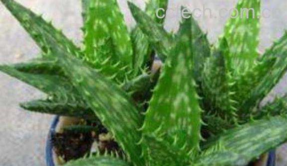 芦荟的功效与作用-0