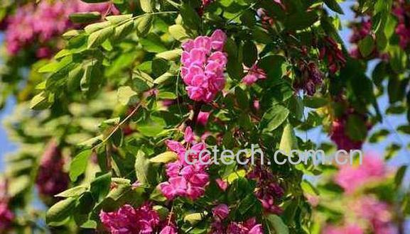 香槐的功效与作用及药用价值-0