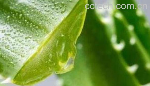 芦荟的功效与作用-1