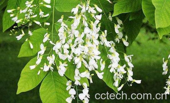 香槐的功效与作用 香槐的药用价值-0