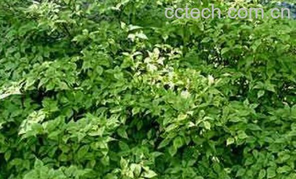 香槐的功效与作用及药用价值-1