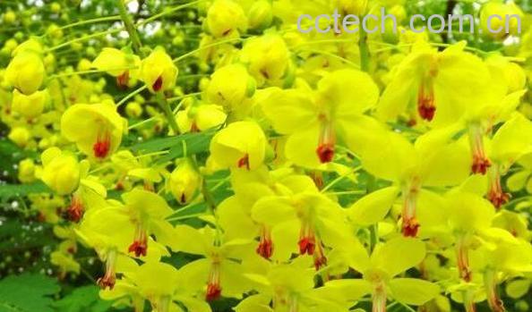 云实花的功效与作用 云实花的药用价值-0