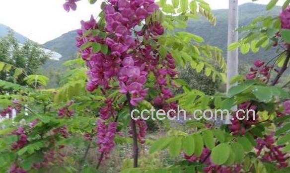 香槐的功效与作用 香槐的药用价值-1