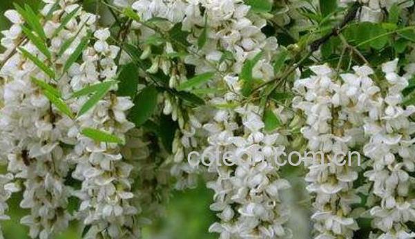 刺槐花泡水的功效与作用-0