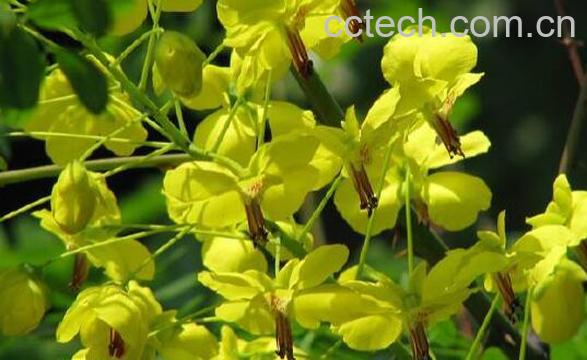 云实花的功效与作用 云实花的药用价值-1