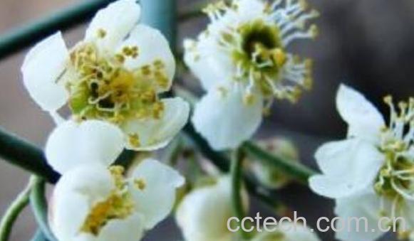 青刺花的功效与作用-0