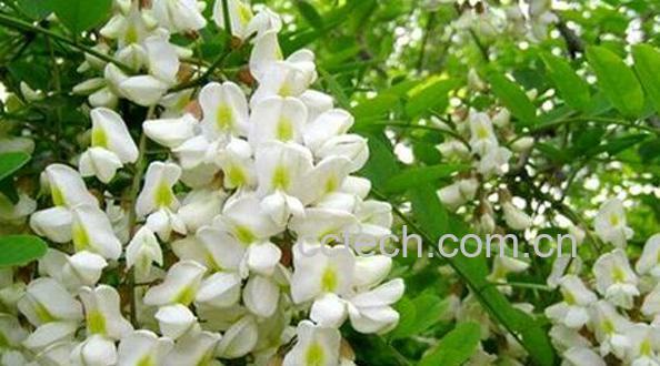 刺槐花泡水的功效与作用-1