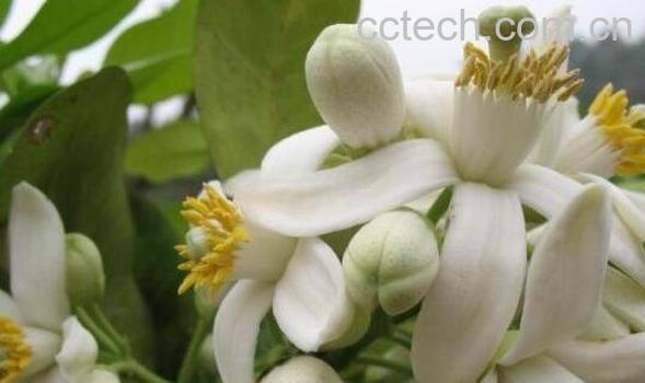 柚子花的食用方法-1