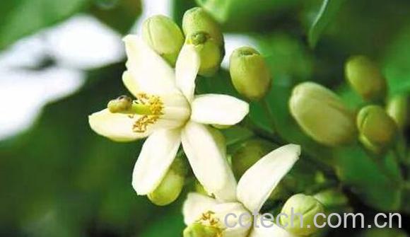 柚子花怎么吃 柚子花的食用方法-0