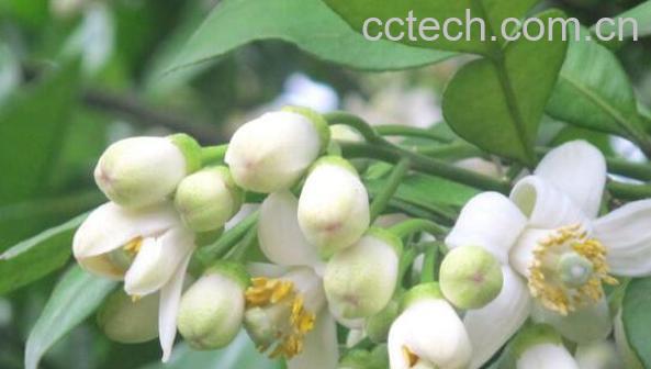 柚花的功效与作用 喝柚子花的禁忌-1