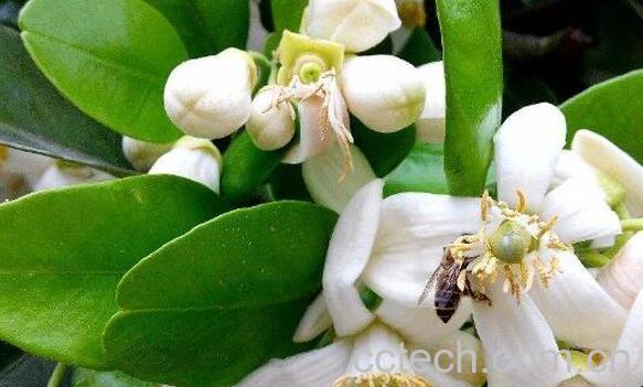 柚花的功效与作用 喝柚子花的禁忌-0