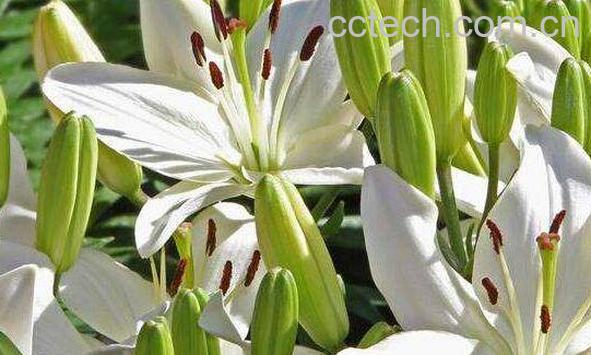 百合花的功效与作用及禁忌-0