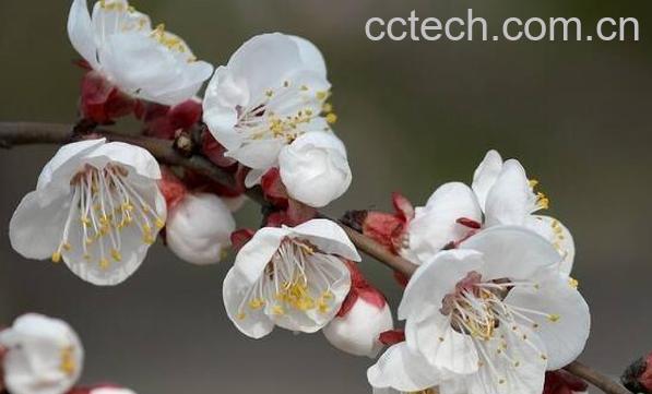 白梅花的功效与作用 白梅花的禁忌-0