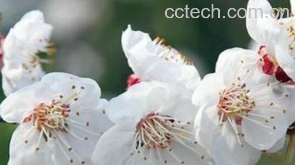 白梅花的功效与作用 白梅花的禁忌-1
