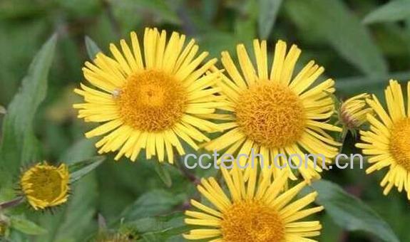 旋覆花汤的功效与作用-0